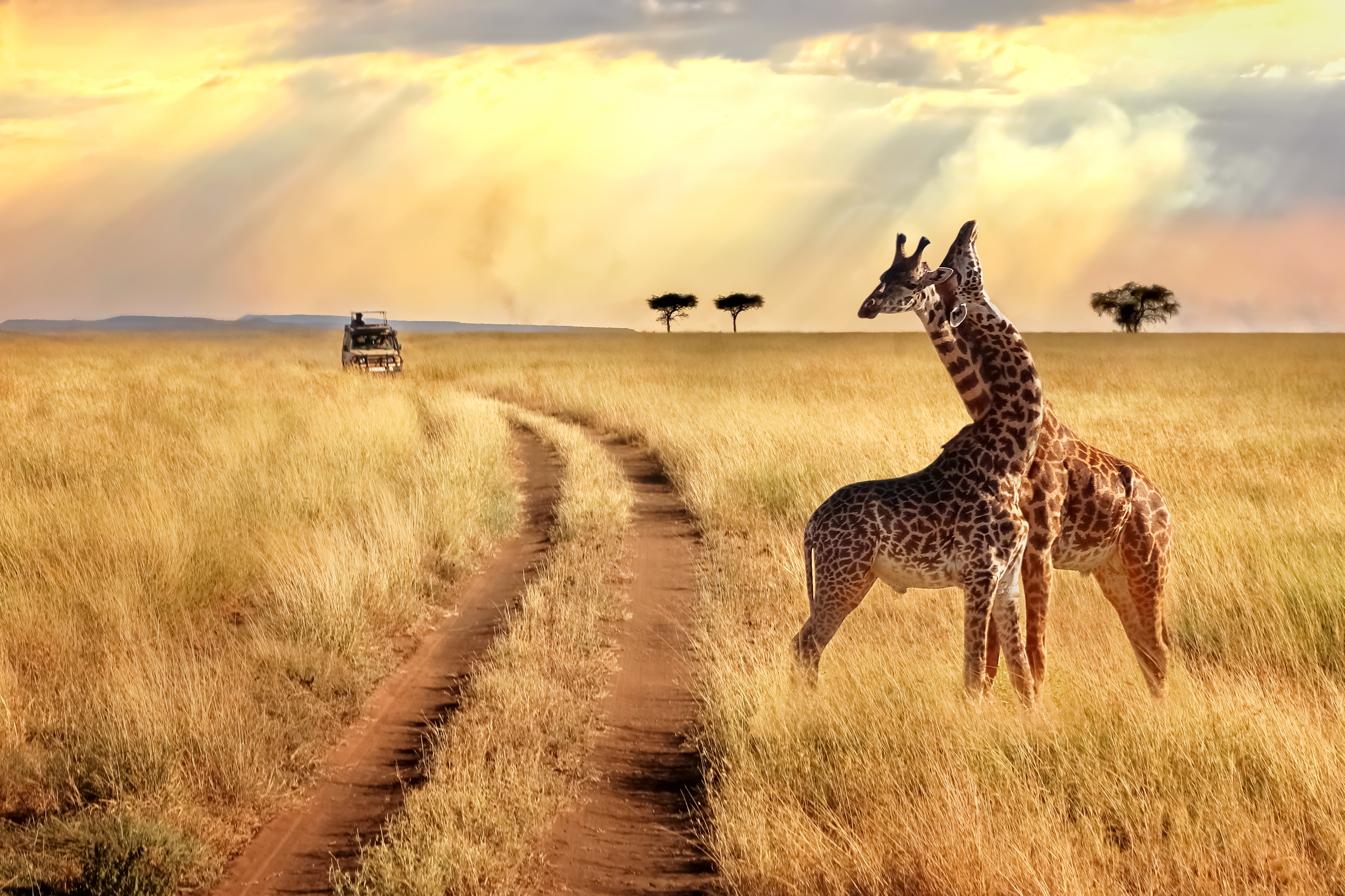 Group of giraffes in the Serengeti National Park on a sunset background with rays of sunlight. African safari.